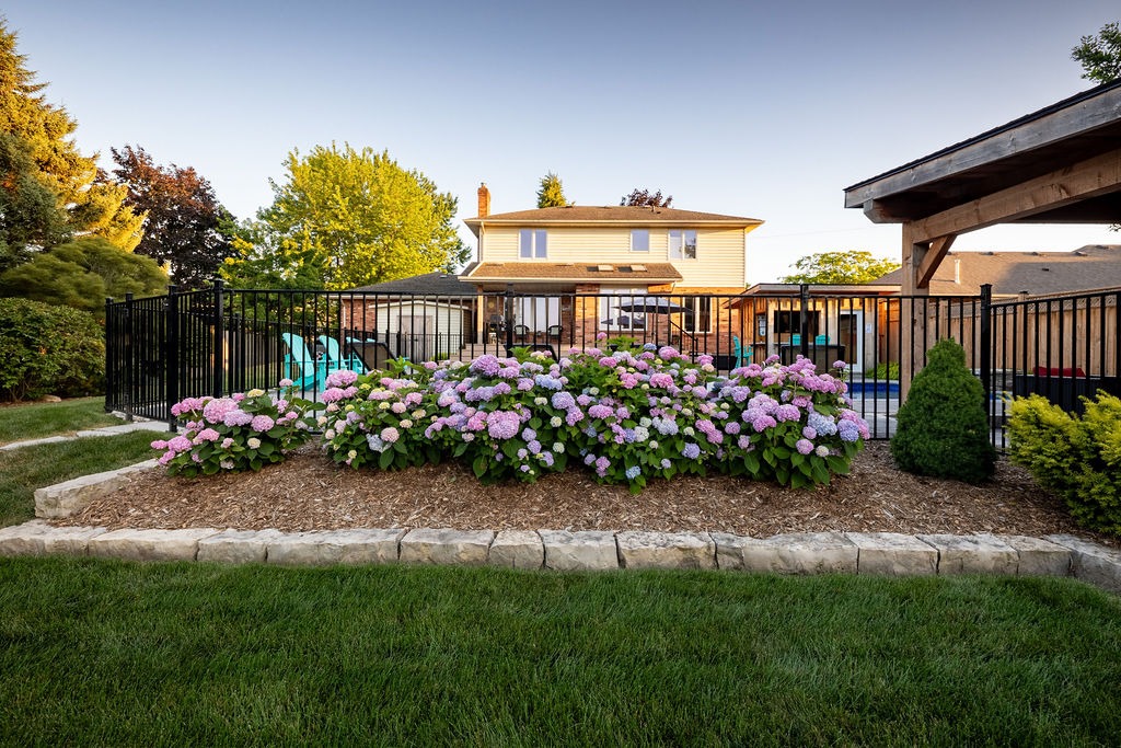 Suburban backyard scene with hydrangeas, a black fence, and patio chairs. Two-story house with trees in the background under clear sky.