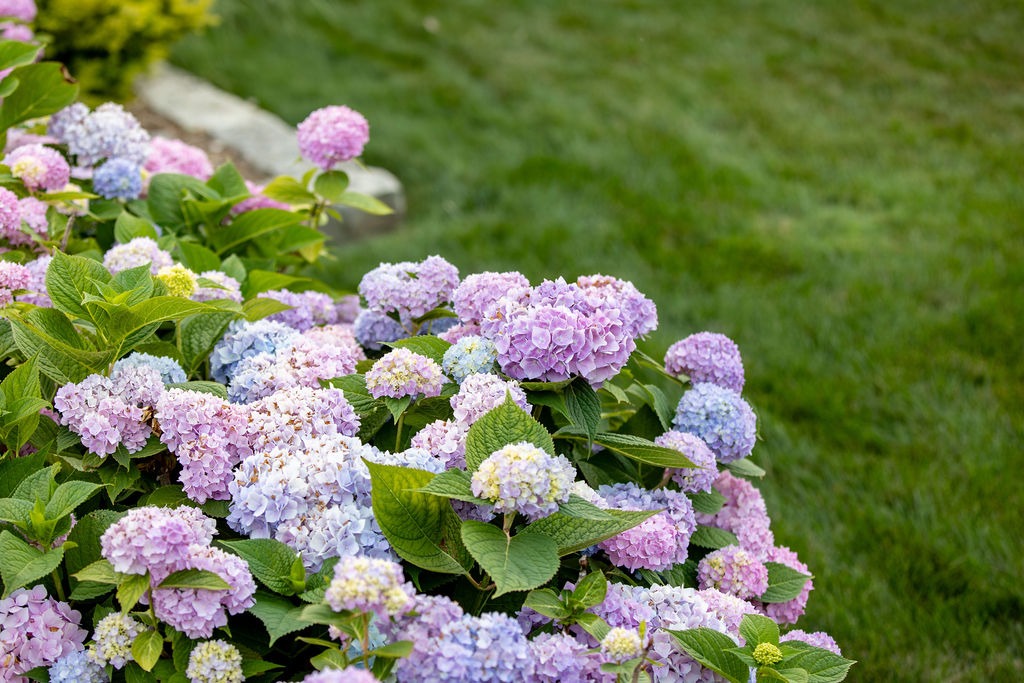 Vibrant hydrangeas bloom in a garden, displaying shades of pink, lavender, and blue. Lush green grass surrounds the flowers, enhancing the scene.