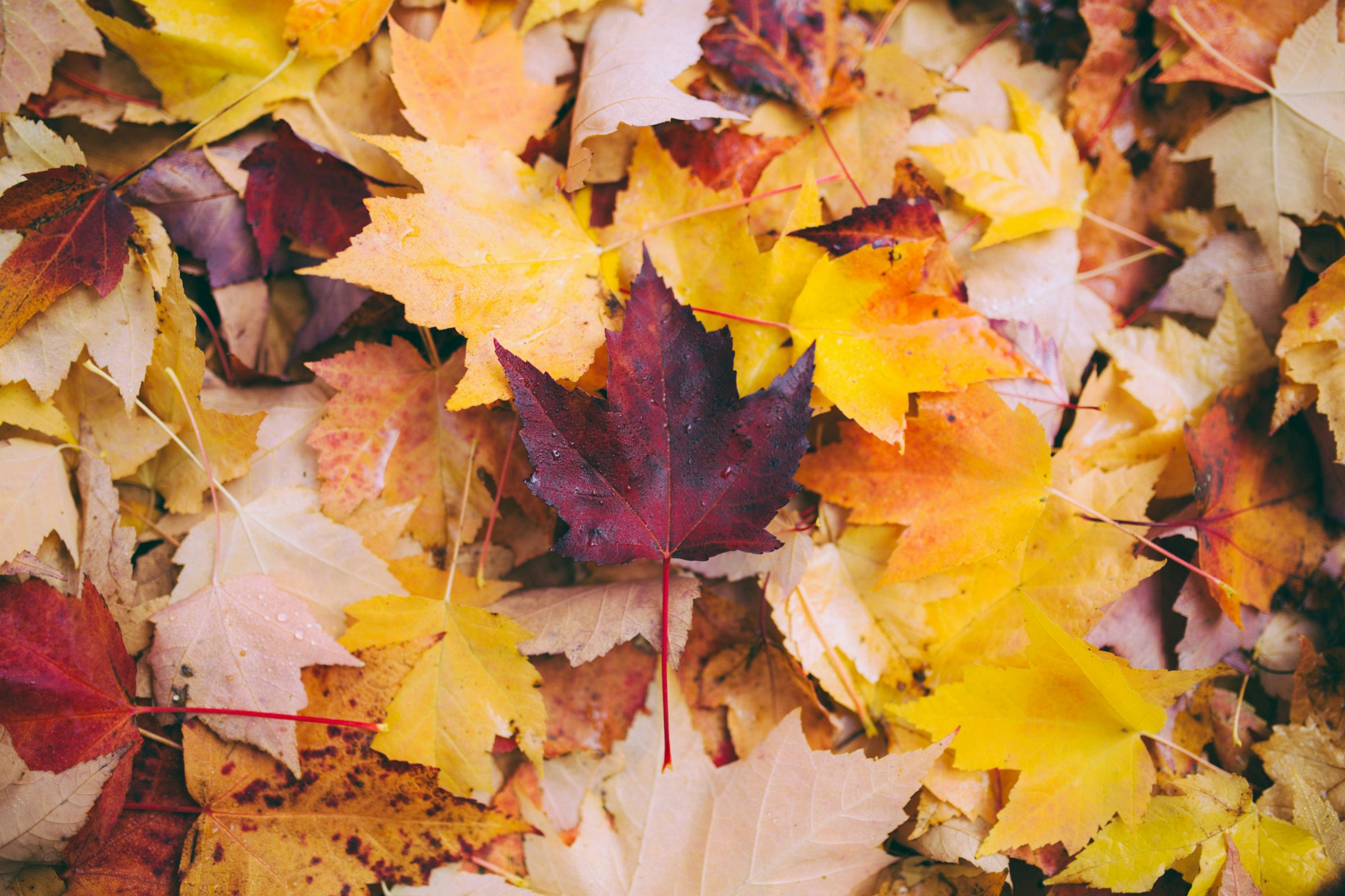 red, orange, and yellow coloured leaves in a pile
