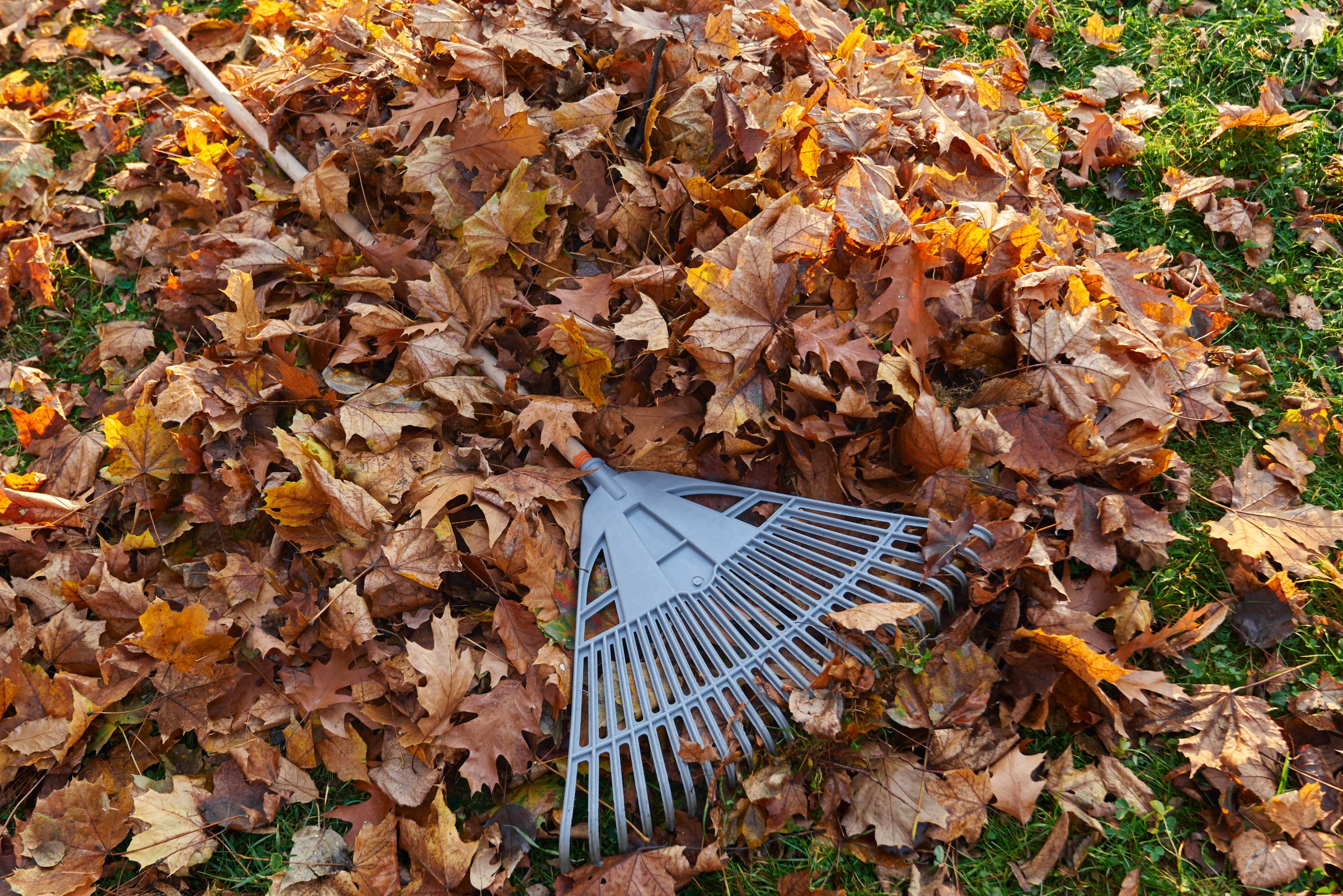 rake on a pile of fall leaves